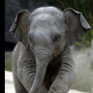 Meet your Posher, Shea